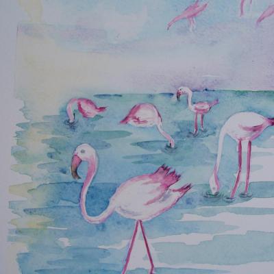 Flamants