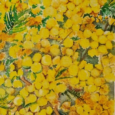 Mimosa arbre