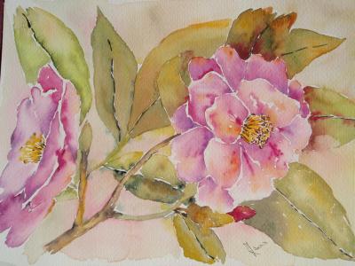 Camelia