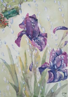 Iris 3